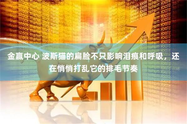 金赢中心 波斯猫的扁脸不只影响泪痕和呼吸，还在悄悄打乱它的排毛节奏
